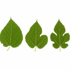 WILLEMSE FRANCE - Mûrier à grandes feuilles - le pot / 2l / hauteur livrée 125-150cm