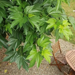 WILLEMSE FRANCE - Mûrier à grandes feuilles - le pot / 2l / hauteur livrée 125-150cm