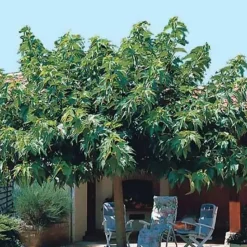 WILLEMSE FRANCE - Mûrier à grandes feuilles - le pot / 2l / hauteur livrée 125-150cm