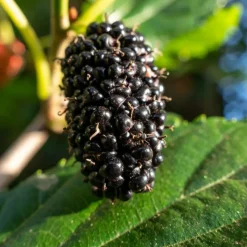 WILLEMSE FRANCE - Mûrier à grandes feuilles - le pot / 2l / hauteur livrée 125-150cm
