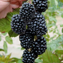 WILLEMSE FRANCE - Mûrier aux fruits géants triple crown - la pièce en racine nue