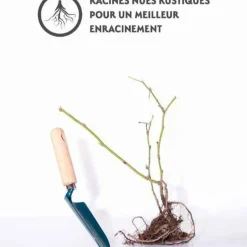 WILLEMSE FRANCE - Mûrier dirksen - la pièce en racine nue / 1 branche