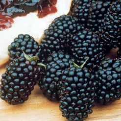 WILLEMSE FRANCE - Mûrier dirksen - la pièce en racine nue / 1 branche, vendu par lot de 2