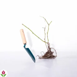 WILLEMSE FRANCE - Mûrier dirksen - la pièce en racine nue / 1 branche, vendu par lot de 2