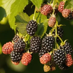 WILLEMSE FRANCE - Mûrier reuben - la pièce en racine nue