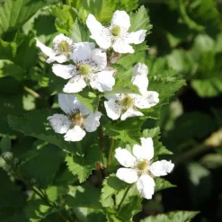 WILLEMSE FRANCE - Mûrier reuben - la pièce en racine nue