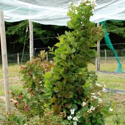 WILLEMSE FRANCE - Mûrier reuben - la pièce en racine nue