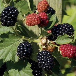 WILLEMSE FRANCE - Mûrier reuben - la pièce en racine nue