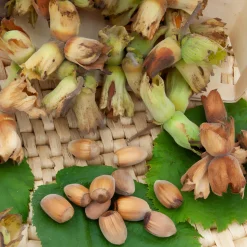 WILLEMSE FRANCE - Noisetier webbs prize cob - le pot / 3l / hauteur livrée 20-60cm