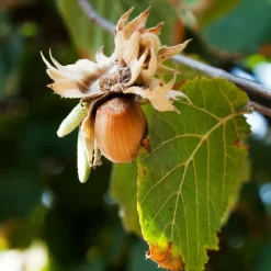 WILLEMSE FRANCE - Noisetier webbs prize cob - le pot / 3l / hauteur livrée 20-60cm