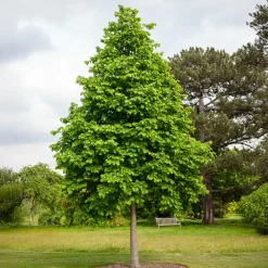 WILLEMSE FRANCE - Noisetier de byzance - le pot / ø 9cm / hauteur livrée 30-40cm