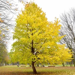 WILLEMSE FRANCE - Noisetier de byzance - le pot / ø 9cm / hauteur livrée 30-40cm