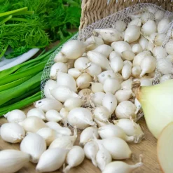 WILLEMSE FRANCE - Oignon blanc snowball - le sachet de bulbes / 500g / circonférence 15-25mm