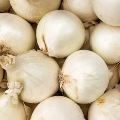 WILLEMSE FRANCE - Oignon blanc snowball - le sachet de bulbes / 500g / circonférence 15-25mm
