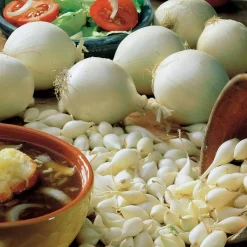 WILLEMSE FRANCE - Oignon blanc snowball - le sachet de bulbes / 500g / circonférence 15-25mm