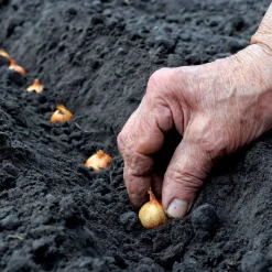 WILLEMSE FRANCE - Oignon blanc snowball - le sachet de bulbes / 500g / circonférence 15-25mm