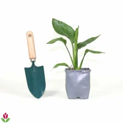 WILLEMSE FRANCE - Oiseau du paradis strelitzia - le pot / 1l / hauteur livrée 20-40cm