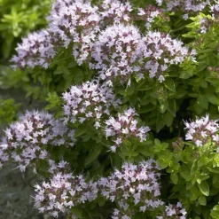 WILLEMSE FRANCE - Origan compact - le pot / ø 9cm