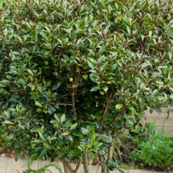WILLEMSE FRANCE - Osmanthe à feuilles de houx purpureus - le pot / 3l / hauteur livrée environ 40cm, vendu par lot de 2