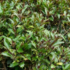 WILLEMSE FRANCE - Osmanthe à feuilles de houx purpureus - le pot / 3l / hauteur livrée environ 40cm, vendu par lot de 2