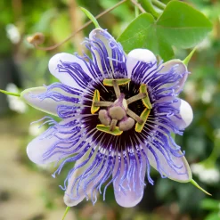 WILLEMSE FRANCE - Passiflore purple rain - le pot / 2l / hauteur livrée 40-50cm, vendu par lot de 2