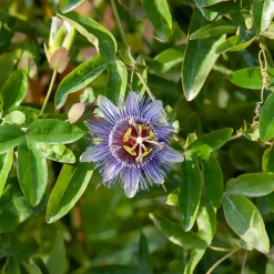 WILLEMSE FRANCE - Passiflore purple rain - le pot / 2l / hauteur livrée 40-50cm, vendu par lot de 2