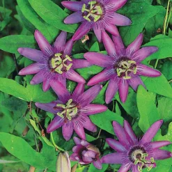 WILLEMSE FRANCE - Passiflore lavender lady - le pot / 2l / hauteur livrée 40-50cm, vendu par lot de 2