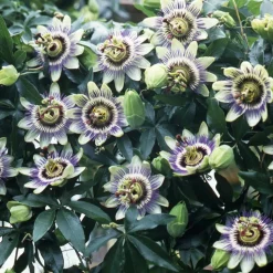 WILLEMSE FRANCE - Passiflore bleue - le pot / ø 9cm, vendu par lot de 2