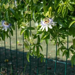 WILLEMSE FRANCE - Passiflore bleue - le pot / ø 9cm, vendu par lot de 2