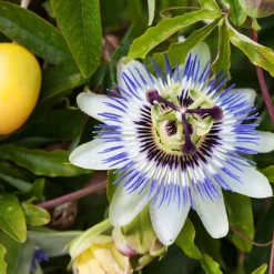 WILLEMSE FRANCE - Passiflore bleue - le pot / ø 9cm, vendu par lot de 2