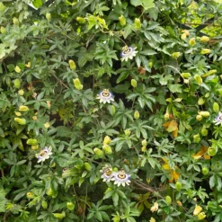 WILLEMSE FRANCE - Passiflore bleue - le pot / ø 9cm, vendu par lot de 2