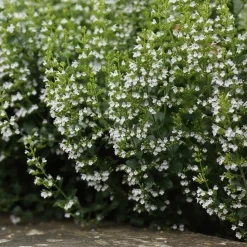 WILLEMSE FRANCE - Petit calament - le pot / ø 9cm, vendu par lot de 2