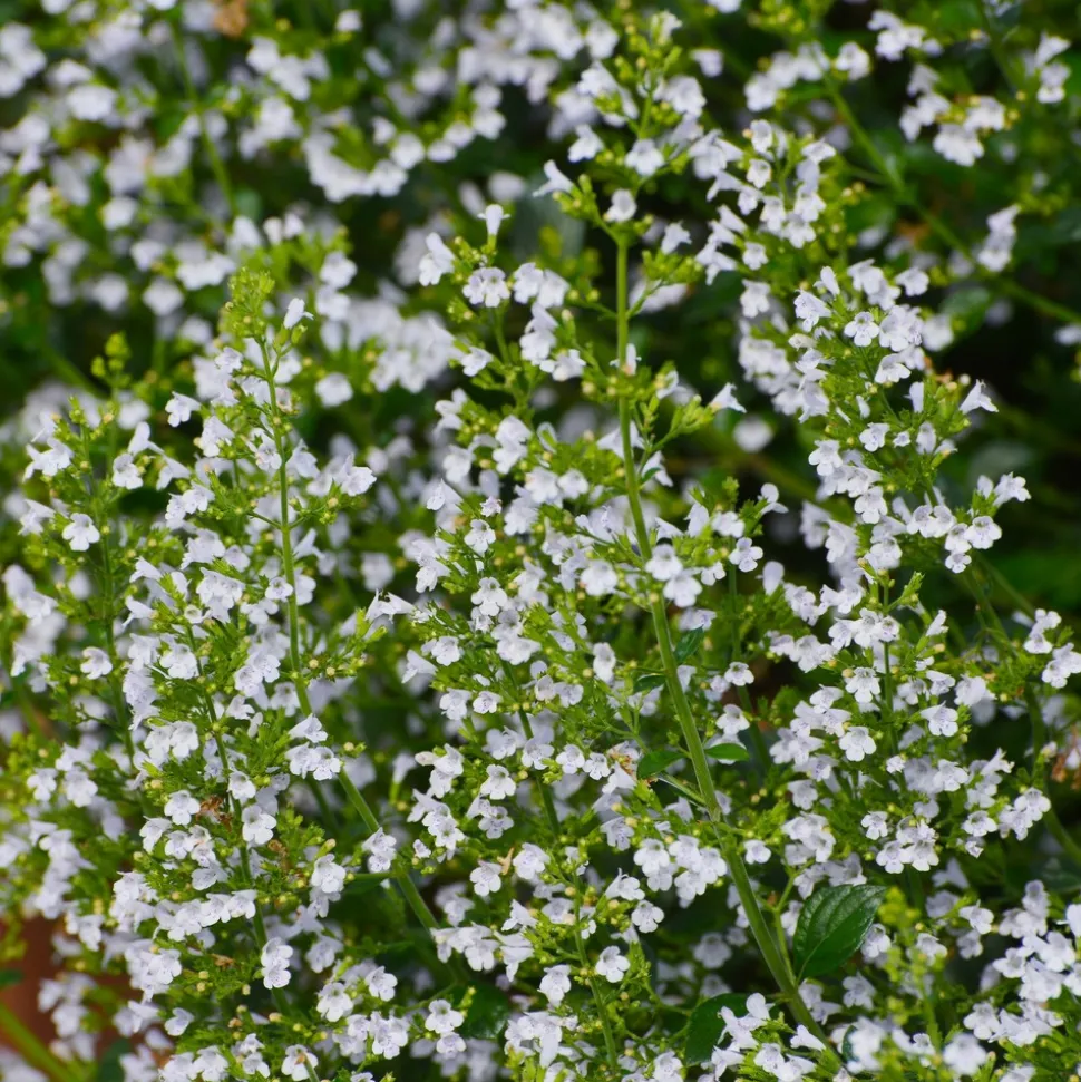 WILLEMSE FRANCE - Petit calament - le pot / ø 9cm, vendu par lot de 2