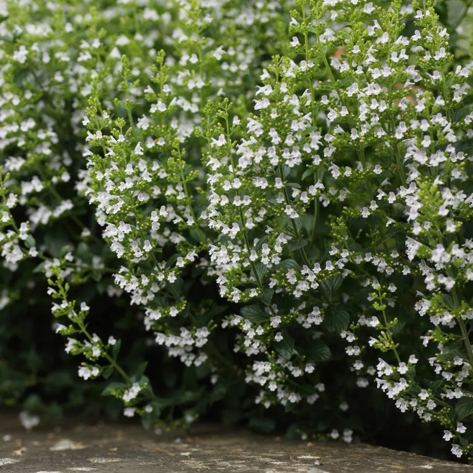 WILLEMSE FRANCE - Petit calament - le pot / ø 9cm, vendu par lot de 2