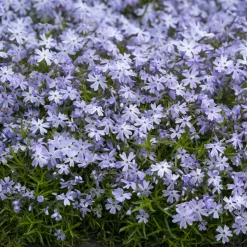 WILLEMSE FRANCE - Phlox mousse emerald cushion blue - le pot / ø 9cm, vendu par lot de 2