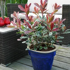 WILLEMSE FRANCE - Photinia pink marble - le pot / 2l / hauteur livrée 30-40cm, vendu par lot de 2
