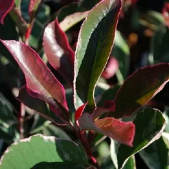 WILLEMSE FRANCE - Photinia pink marble - le pot / 2l / hauteur livrée 30-40cm, vendu par lot de 2
