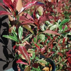 WILLEMSE FRANCE - Photinia pink marble - le pot / 2l / hauteur livrée 30-40cm, vendu par lot de 2