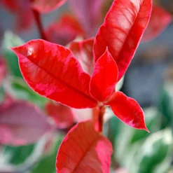 WILLEMSE FRANCE - Photinia pink marble - le pot / 2l / hauteur livrée 30-40cm, vendu par lot de 2