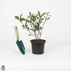 WILLEMSE FRANCE - Photinia pink marble - le pot / 2l / hauteur livrée 30-40cm, vendu par lot de 2