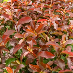 WILLEMSE FRANCE - Photinia fraseri camilvy - le pot / 2l / hauteur livrée 25-30cm, vendu par lot de 2