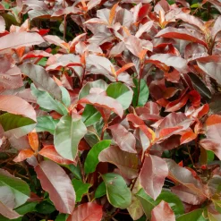 WILLEMSE FRANCE - Photinia fraseri camilvy - le pot / 2l / hauteur livrée 25-30cm, vendu par lot de 2