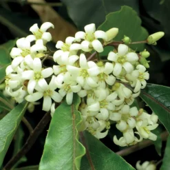 WILLEMSE FRANCE - Pittosporum tobira - le pot / 2l / hauteur livrée 25-30cm, vendu par lot de 2