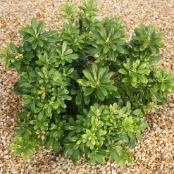 WILLEMSE FRANCE - Pittosporum tobira - le pot / 2l / hauteur livrée 25-30cm, vendu par lot de 2