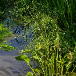 WILLEMSE FRANCE - Plantain d'eau lancéolé - le pot / ø 9cm