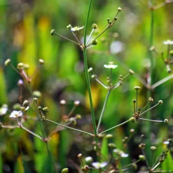 WILLEMSE FRANCE - Plantain d'eau lancéolé - le pot / ø 9cm