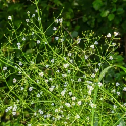WILLEMSE FRANCE - Plantain d'eau lancéolé - le pot / ø 9cm