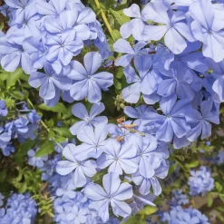 WILLEMSE FRANCE - Plumbago - le pot / ø 9cm