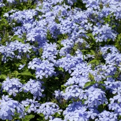 WILLEMSE FRANCE - Plumbago - le pot / ø 9cm