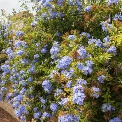 WILLEMSE FRANCE - Plumbago - le pot / ø 9cm, vendu par lot de 6